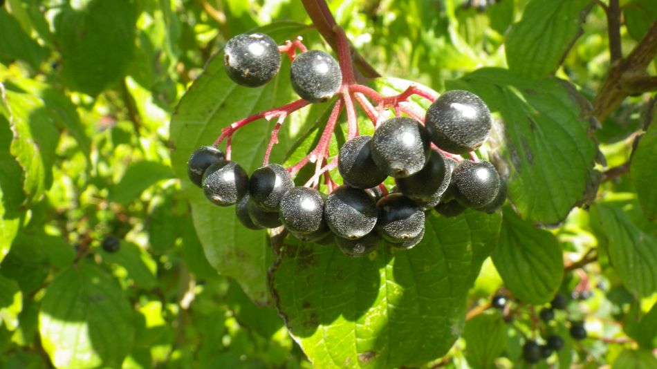 2017-08-31 13 Dogwood, Cornus alternifolia.jpg
